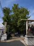 飛木稲荷神社の銀杏