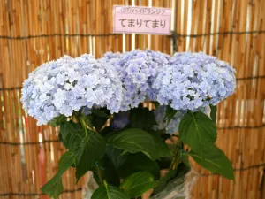 いきいき浅草あじさい祭 2020