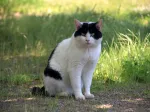 松江城の猫。この年も、翌年、祖母が他界した時にもおりました。