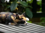 雑司ヶ谷・威光稲荷堂の猫。